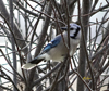 Blue Jay